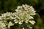 Clustered mountainmint